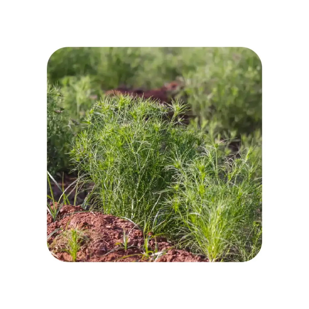 [SEED25] Cumin